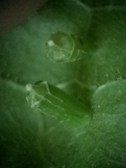 Celticecis aciculata