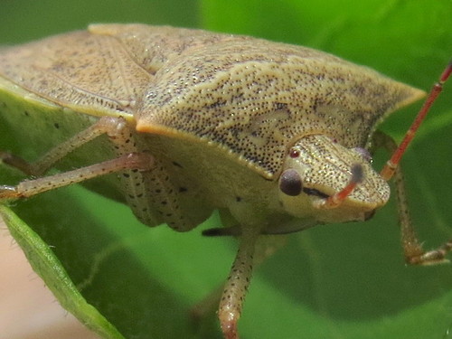 Euschistus ictericus photo 4