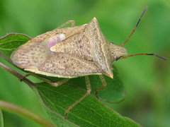 Euschistus ictericus