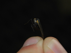 Cisseps fulvicollis