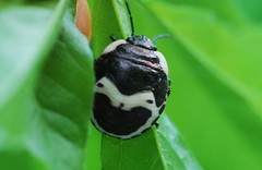 Poecilocoris lewisi