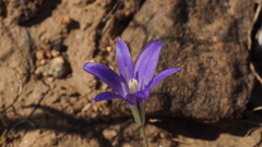 Brodiaea terrestris kernensis
