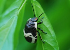 Poecilocoris lewisi