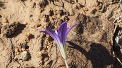 Brodiaea terrestris kernensis