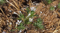 Navarretia tagetina