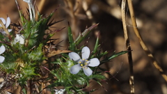 Navarretia tagetina