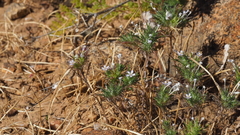 Navarretia tagetina