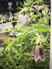 Campanula punctata