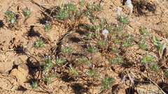 Navarretia tagetina