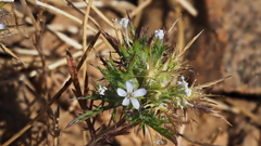 Navarretia tagetina