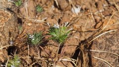 Navarretia tagetina