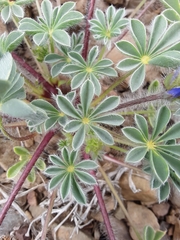 Lupinus flavoculatus