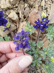 Lupinus flavoculatus