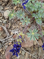 Lupinus flavoculatus