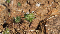 Navarretia tagetina
