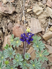 Lupinus flavoculatus