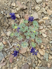 Lupinus flavoculatus