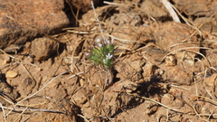 Navarretia tagetina