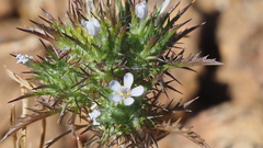 Navarretia tagetina