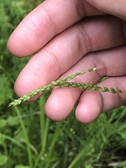 Carex arctata