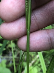 Carex arctata