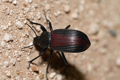 Eleodes acuta