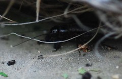 Nigrogryllus sibiricus