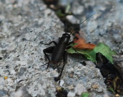 Nigrogryllus sibiricus