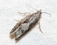 Gretchena delicatana