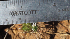 Navarretia tagetina