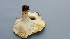 Russula macrocystidiata