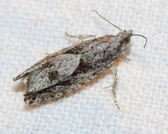 Gretchena delicatana