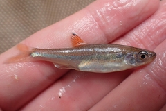 Cherryfin Shiner photo 4