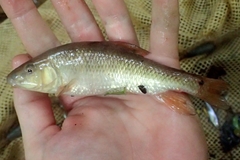 Erimyzon claviformis