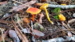 Hygrocybe elegans