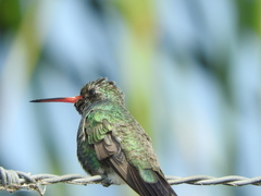 Cynanthus latirostris