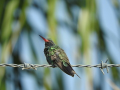 Cynanthus latirostris