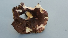 Russula macrocystidiata