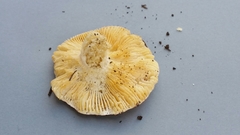 Russula subvinosa