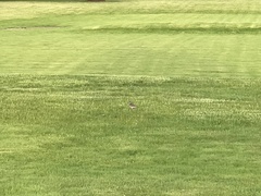 Charadrius vociferus