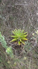 Vriesea chapadensis