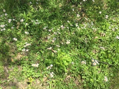 Erigeron pulchellus