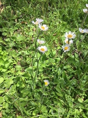 Erigeron pulchellus
