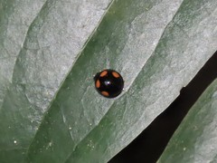 Coelophora bowringii