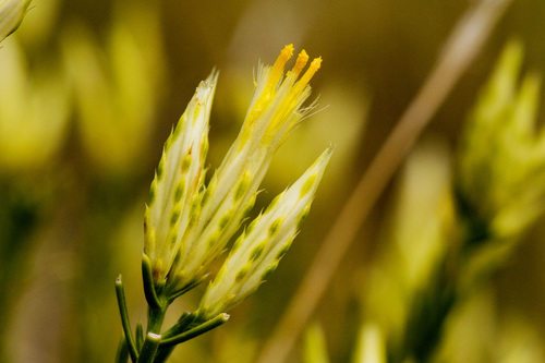 Bailey's rabbitbrush (Chrysothamnus baileyi)