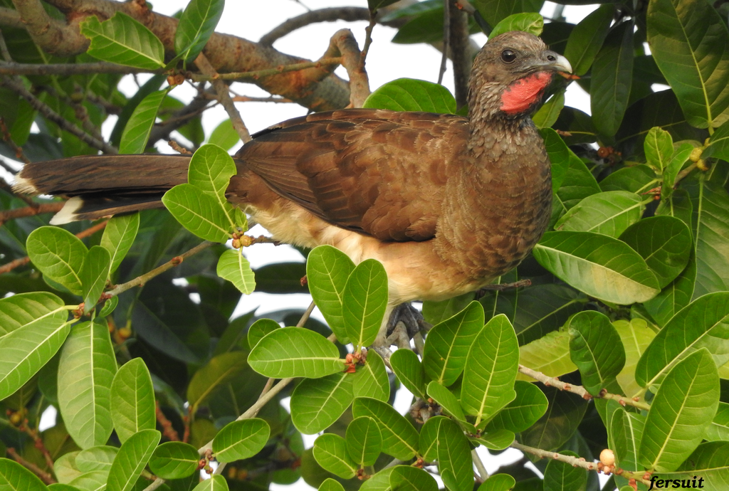 White-bellied Chachalaca