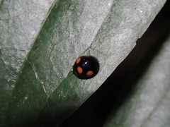 Coelophora bowringii