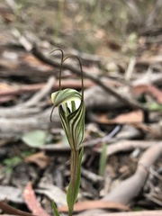 Pterostylis alata