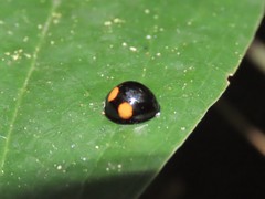 Coelophora bowringii