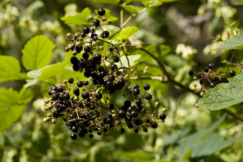 Aralia bicrenata (Aralia bicrenata)